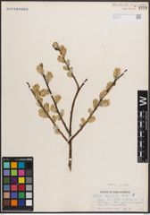Foto von Salix discolor Muhl.